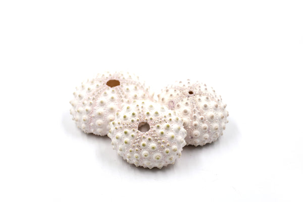 Pale Pink and White Knobby Sea Urchin - Pack of 10